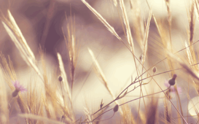 Natuurcoaching voor HSP: Hoe het je helpt om je authentieke zelf te vinden