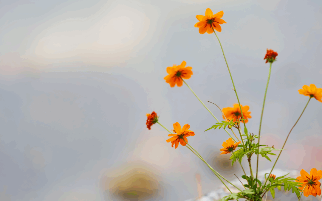 HSP en eenzaamheid | Waarom jij je zo vaak anders voelt en hoe je dit kunt helen