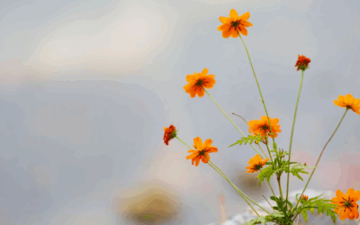 HSP en eenzaamheid | Waarom jij je zo vaak anders voelt en hoe je dit kunt helen